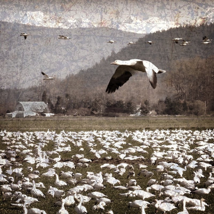 Snow Geese at Fir Island 15x15